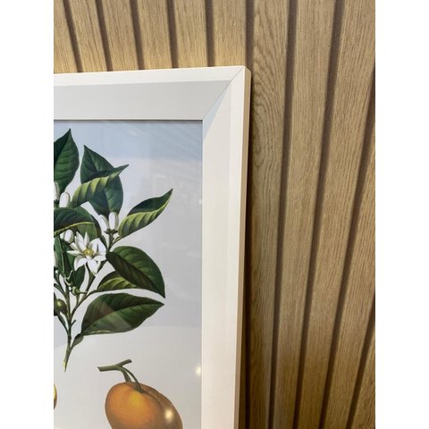 Duo de Quadros Botânica Frutas Laranja Limão Vintage 36,5x31cm Moldura Chandrada Branca e Vidro