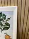 Ver imagem 1 de Duo de Quadros Botânica Frutas Laranja Limão Vintage 36,5x31cm Moldura Chandrada Branca e Vidro