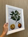Ver imagem 3 de Duo de Quadros Botânica Frutas Laranja Limão Vintage 36,5x31cm Moldura Chandrada Branca e Vidro