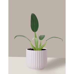 Vaso Cachepô de Cerâmica para Plantas Branco PE