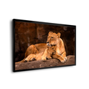 Ver imagem 2 de Quadro Leoa e Filhote -- BR ARTES