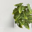 Ver mais imagens de Kit de 9 Folhas Artificiais Caladium Realistas para Decoração Luxo