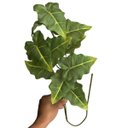 Ver imagem 4 de Kit de 9 Folhas Artificiais Caladium Realistas para Decoração Luxo