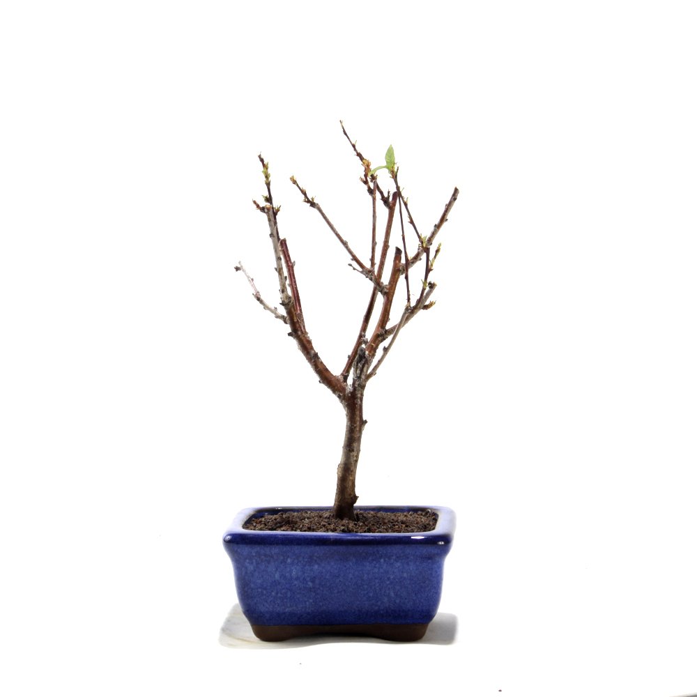 Bonsai Mini Sakurá 02 Anos - 2