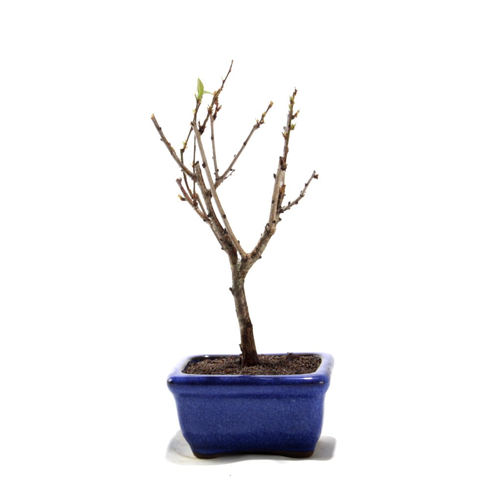 Bonsai Mini Sakurá 02 Anos