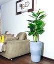 Ver imagem 1 de Folhas de Copo de Leite Decoração Realista Vaso Decorativo
