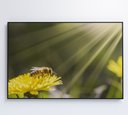 Ver mais imagens de Quadro Abelha - 60x40 Cm - Adesivo Fotográfico