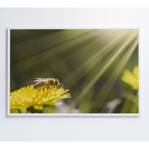 Quadro Abelha - 60x40 Cm - Adesivo Fotográfico