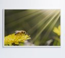 Ver imagem 1 de Quadro Abelha - 60x40 Cm - Adesivo Fotográfico