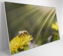 Ver imagem 4 de Quadro Abelha - 60x40 Cm - Adesivo Fotográfico
