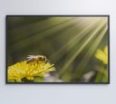 Ver imagem 6 de Quadro Abelha - 60x40 Cm - Adesivo Fotográfico