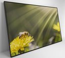 Ver imagem 7 de Quadro Abelha - 60x40 Cm - Adesivo Fotográfico