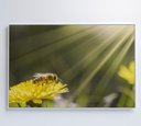 Ver imagem 5 de Quadro Abelha - 60x40 Cm - Adesivo Fotográfico