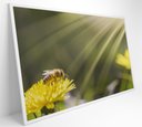 Ver imagem 2 de Quadro Abelha - 60x40 Cm - Adesivo Fotográfico