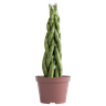 Planta Lança de São Jorge Torre (média) - 1