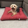 Oadafomla tep Aop - AmourPet - Vermelho - 6