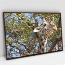 Ver imagem 5 de Quadro Decorativo Girafa em tela Canvas TaColado Moldura Flutuante 4,5cm Freijó 120 x 80cm