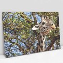 Ver imagem 2 de Quadro Decorativo Girafa em tela Canvas TaColado Moldura Flutuante 4,5cm Freijó 120 x 80cm