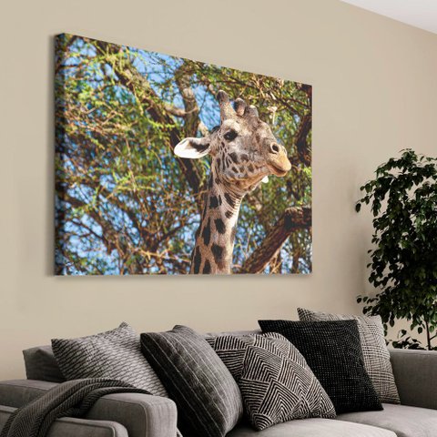 Quadro Decorativo Girafa em tela Canvas TaColado Moldura Flutuante 4,5cm Freijó 120 x 80cm