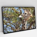 Ver imagem 3 de Quadro Decorativo Girafa em tela Canvas TaColado Moldura Flutuante 4,5cm Freijó 120 x 80cm