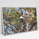 Ver imagem 4 de Quadro Decorativo Girafa em tela Canvas TaColado Moldura Flutuante 4,5cm Freijó 120 x 80cm