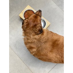 Comedouro Bebedouro Pet Elevado Duplo Base Madeira Cachorro e Gato - Cp.01 - Inoviza - 5