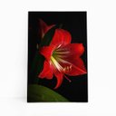 Ver imagem 1 de Quadro Amarilis Flor da Imperatriz Vermelha Canvas 100x70cm