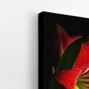 Ver imagem 3 de Quadro Amarilis Flor da Imperatriz Vermelha Canvas 100x70cm