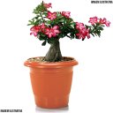 Ver imagem 4 de 5 Vasos Grande Redondo 15 Litros Cerâmico Plantas E Flores