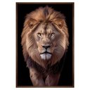 Ver imagem 1 de Quadro Decorativo Leão Judá Moldura Cx Alta 100x66 Titulo Moldura Madeira