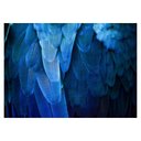 Ver imagem 1 de Arara Azul 2 Canaleta 60x43cm Tabaco