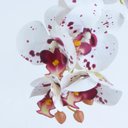 Ver imagem 2 de Arranjo de Orquídeas Tigre de Silicone em Vaso Preto Malu