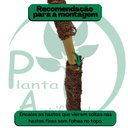 Ver imagem 6 de Ficus Amarelo Figueira Artificial sem Vaso Decorativo