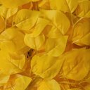 Ver imagem 4 de Ficus Amarelo Figueira Artificial sem Vaso Decorativo