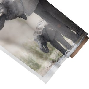 Quadro Decorativo Elefante de Seu Filhote:Médio 53x44cm/Somente Tela
