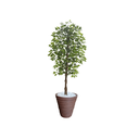Ver imagem 1 de Planta Artificial Ficus Verde 2,10m kit + Vaso Redondo D. Grafiato Marrom 40cm