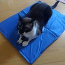 Ver imagem 3 de Tapete Gelado Pet Cao Cachorro Gato Colchonete Refrescante Sol Verao Calor Macio Confortavel Animais