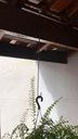 Ver imagem 4 de Kit 3 Ganchos Caibro 60cm P/ Pendurar Plantas e Gaiolas