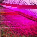 Ver imagem 3 de Luminária Painel Led Grow 2400w Full Spectrum Planta Cultivo Indoor Bivolt
