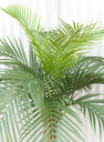 Ver imagem 2 de Arvore Tropical Planta Palmeira Fênix 15 Folhas 155cm Grande