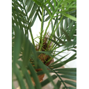 Ver imagem 3 de Arvore Tropical Planta Palmeira Fênix 15 Folhas 155cm Grande