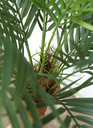 Ver imagem 3 de Arvore Tropical Planta Palmeira Fênix 15 Folhas 155cm Grande