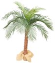 Ver imagem 1 de Arvore Tropical Planta Palmeira Fênix 15 Folhas 155cm Grande
