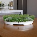 Ver imagem 2 de Vaso Bacia Decorativo Osaka Branco Gold Viatnamita P 7x46x35 cm - D’Rossi