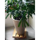 Ver imagem 4 de Suporte para Vasos de Plantas com Rodinhas 40x40 Cm