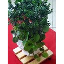 Ver imagem 3 de Suporte para Vasos de Plantas com Rodinhas 40x40 Cm