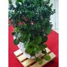 Suporte Para Vasos De Plantas Com Rodinhas 40x40 Cm - 3