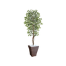 Planta Artificial Ficus Verde Creme 2,10m kit + Vaso Trapezio D. Grafiato Marrom 40cm - 1