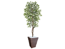 Ver imagem 1 de Planta Artificial Ficus Verde Creme 2,10m kit + Vaso Trapezio D. Grafiato Marrom 40cm
