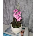 Ver imagem 2 de Arranjo De Mini Orquídea Rosa Vaso Bege Claro Redondo